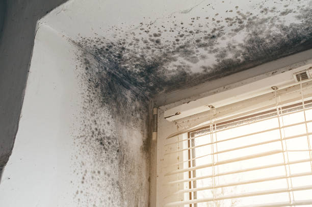 Affordable Attic Mold Removal solutions in Laporte, CO