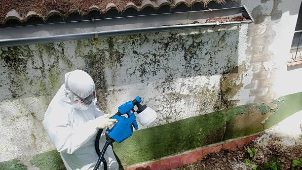 Top rated local Attic Mold Removal specialists in Laporte, CO